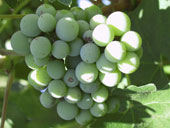 Livermore Grapes